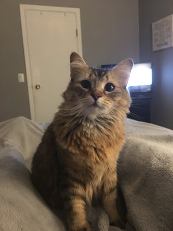 A Cat Named Ash - Guest Post by M.K. Eidem