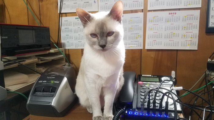 places I write - cat on desk