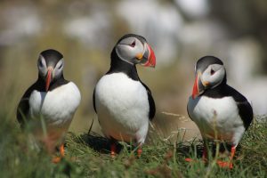 Photo of 3 puffins, which I'll visit when I start marking things off my travel bucket list