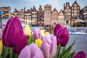 Photo of tulips in the foreground and Amsterdam buildings in the background