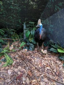 Photo of a display diorama depicting a cassowary with chicks in a rainforest environment. 