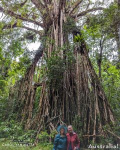 Photo of a very tall strangler fig tree, with two people at the bottom in the foreground. Adventure in Aussie-land 2023.