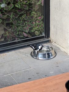 Photo of an Australian magpie standing on the edge of a pet's watering bowl, in Melbourne, seen during the Greate Aussie Adventure Part 1.