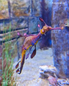 Photo of a weedy sea dragon, taken in an exhibit at the Melbourne Sea Life Aquarium. And Aussie Adventure, indeed!