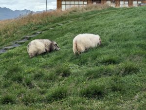 Photo of two Icelandic sheep on a grassy hillside. Photo (c) 2023 Carol Van Natta.